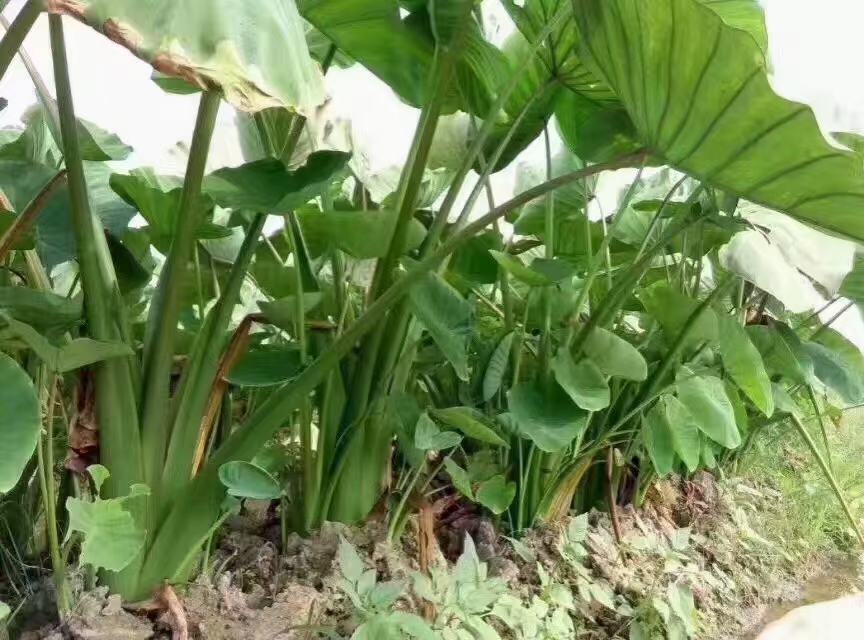 香芋椰子种植园