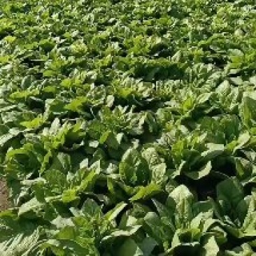 大型蔬菜基地白皮圆叶莴笋大量上市