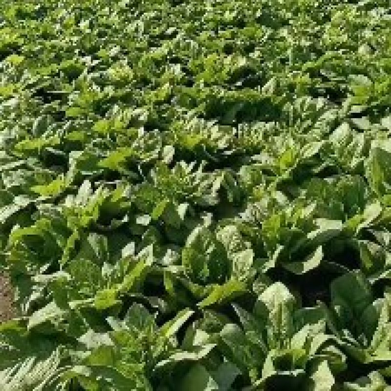 大型蔬菜基地白皮圆叶莴笋大量上市