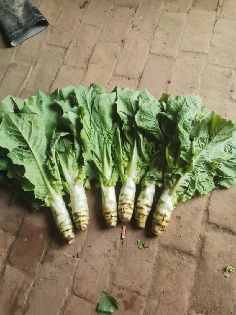 大型蔬菜基地白皮圆叶莴笋大量上市
