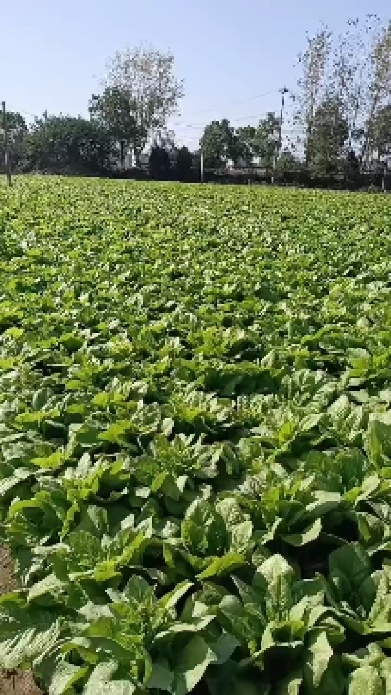 大型蔬菜基地白皮圆叶莴笋大量上市
