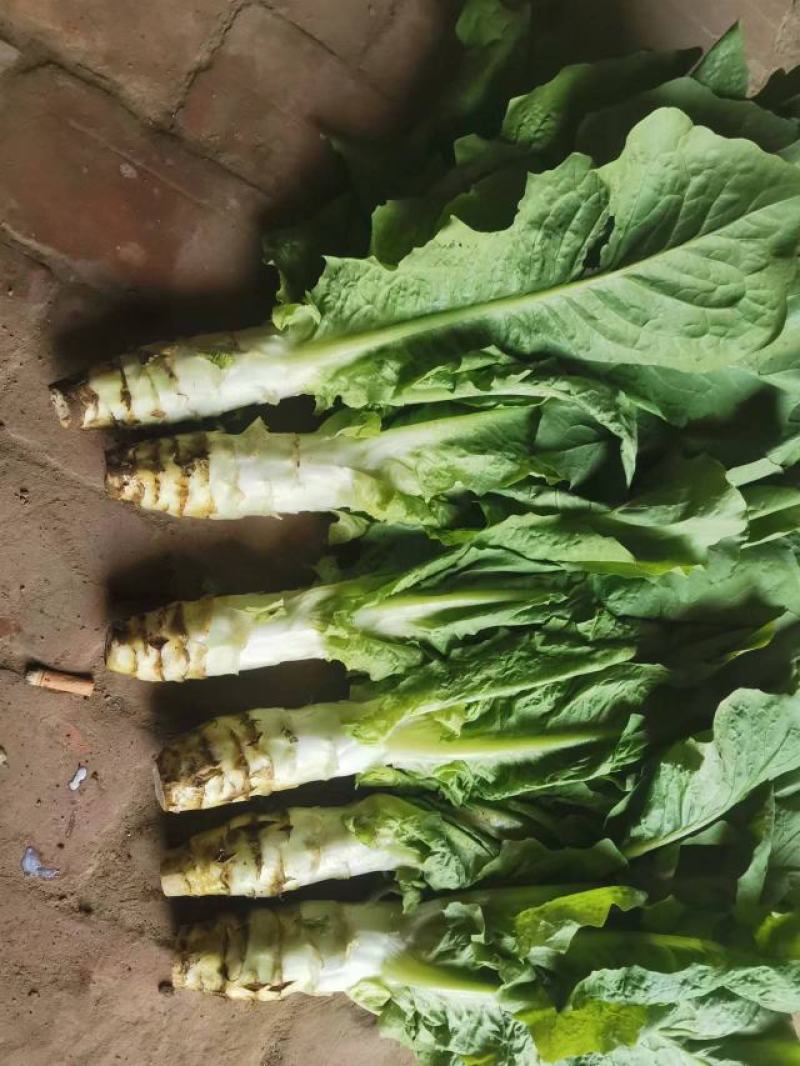 大型蔬菜基地白皮圆叶莴笋大量上市