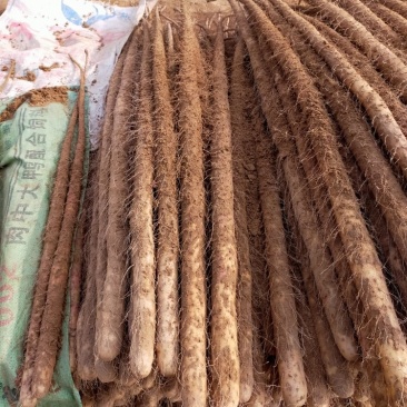铁棍山药