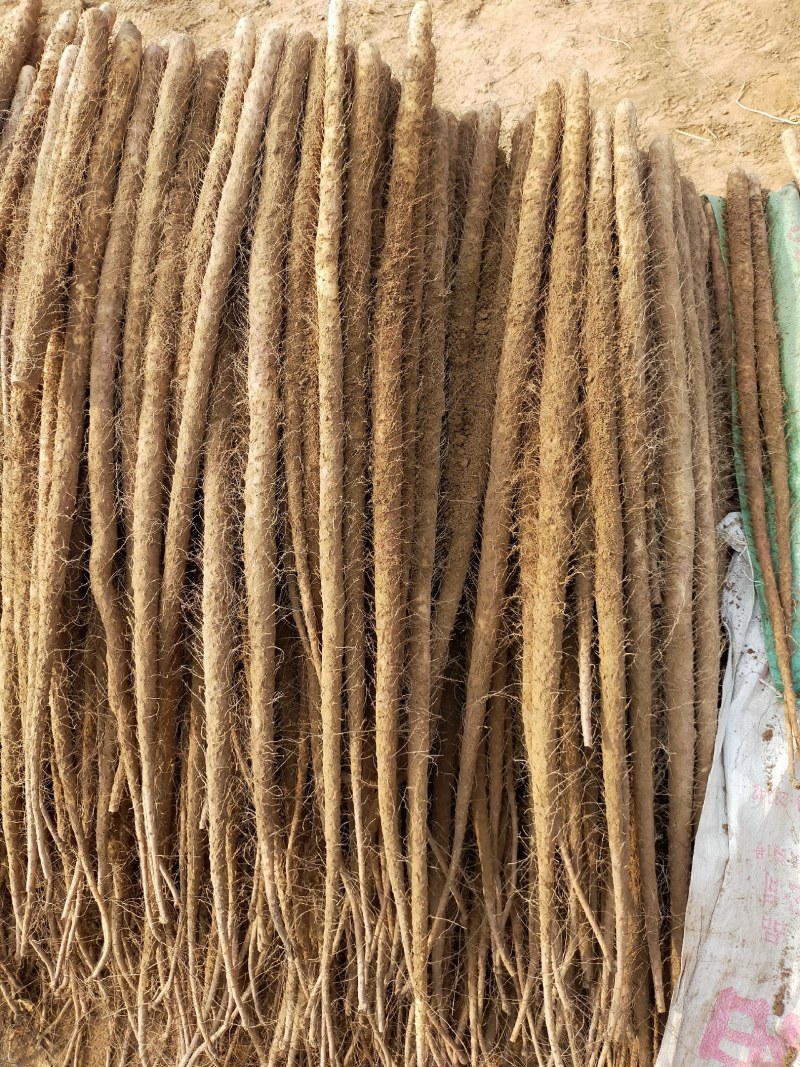 铁棍山药