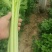 蔬菜