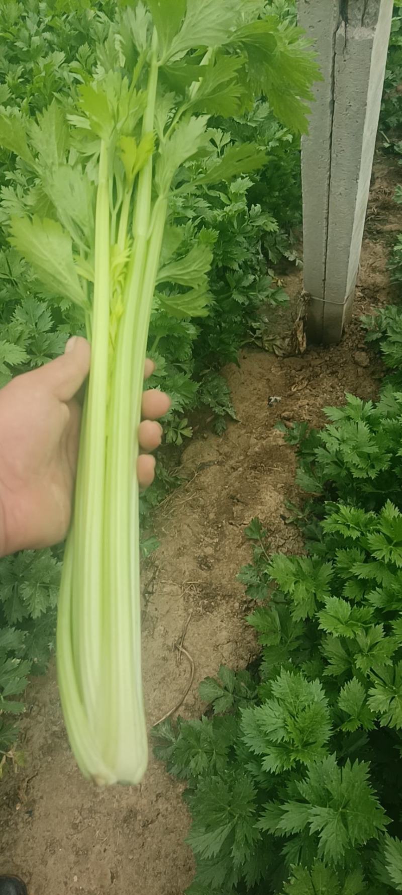 蔬菜