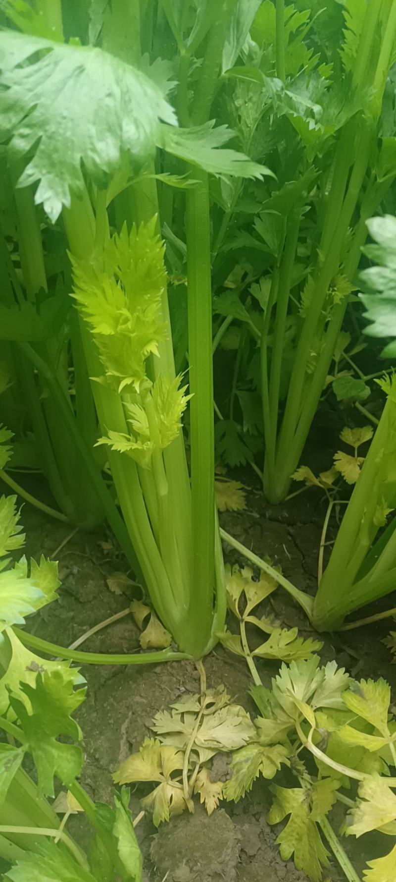 蔬菜