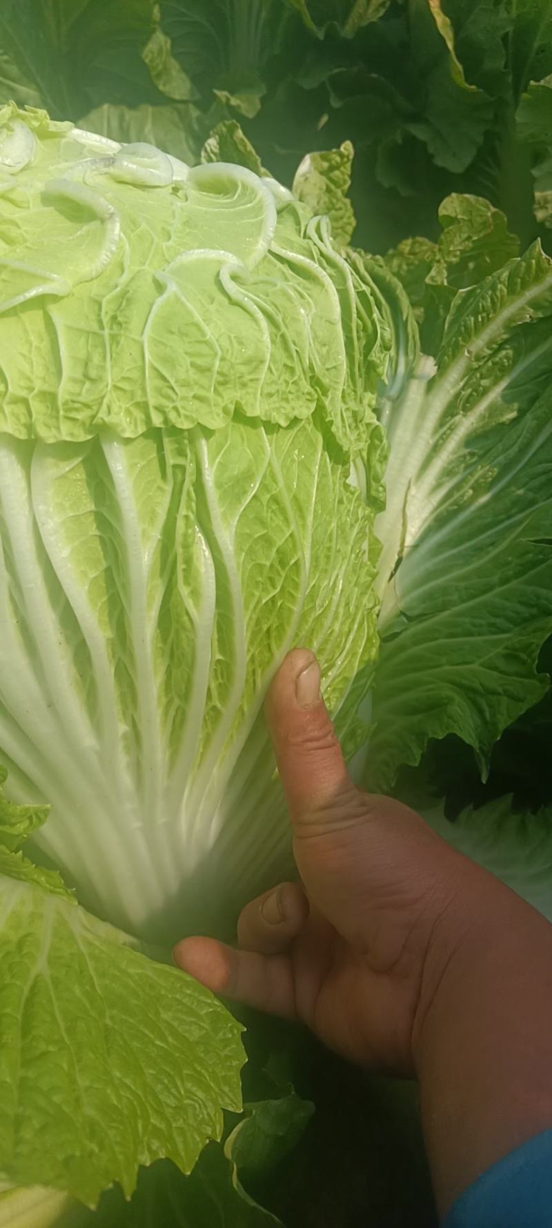 蔬菜