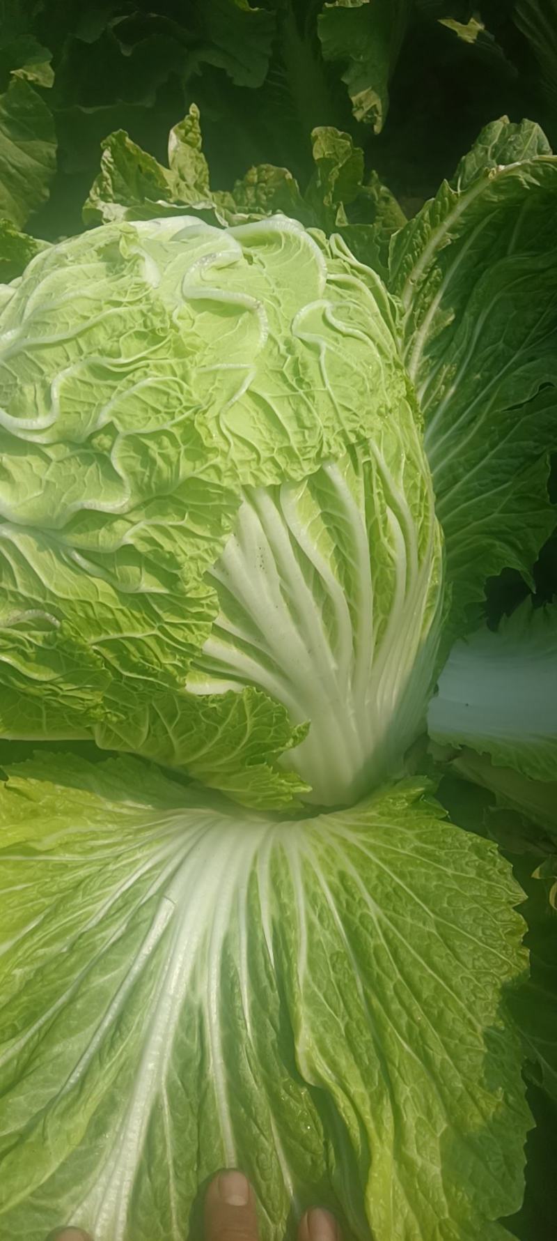 蔬菜