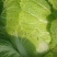 蔬菜