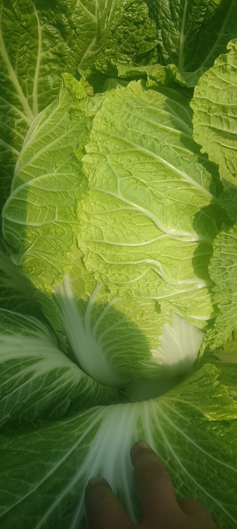 蔬菜