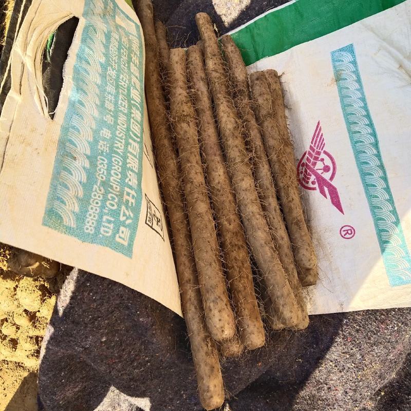 山西白玉山药大量上市