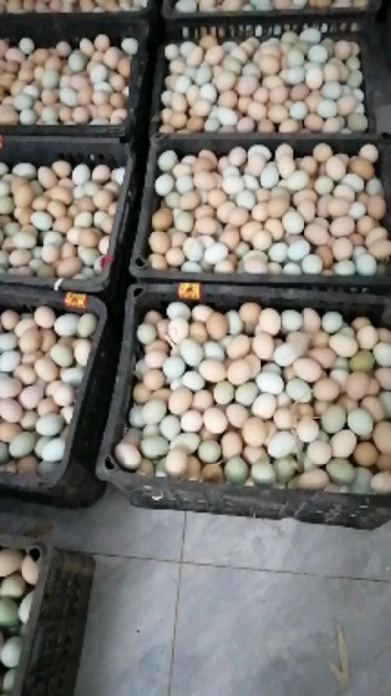 【现货】农家山林散养土鸡蛋初生蛋虫草蛋五谷蛋