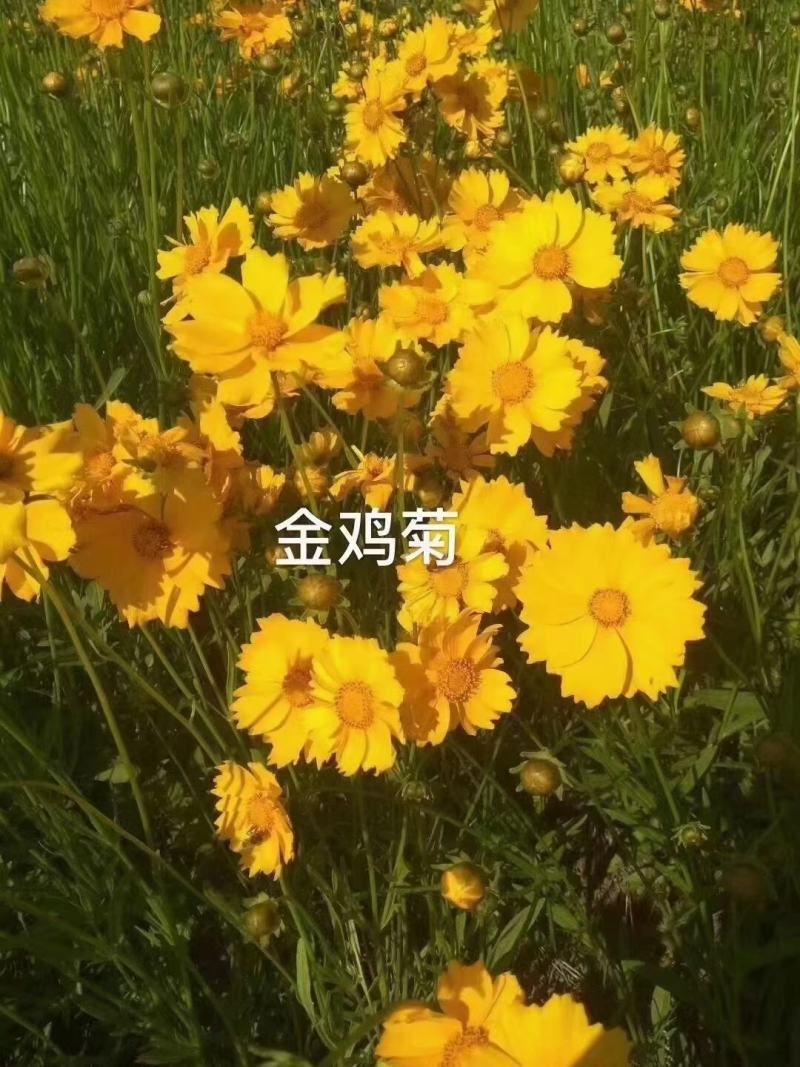 大花金鸡菊种子四季种野菊花金钱菊花种籽花海视频看货等您来电