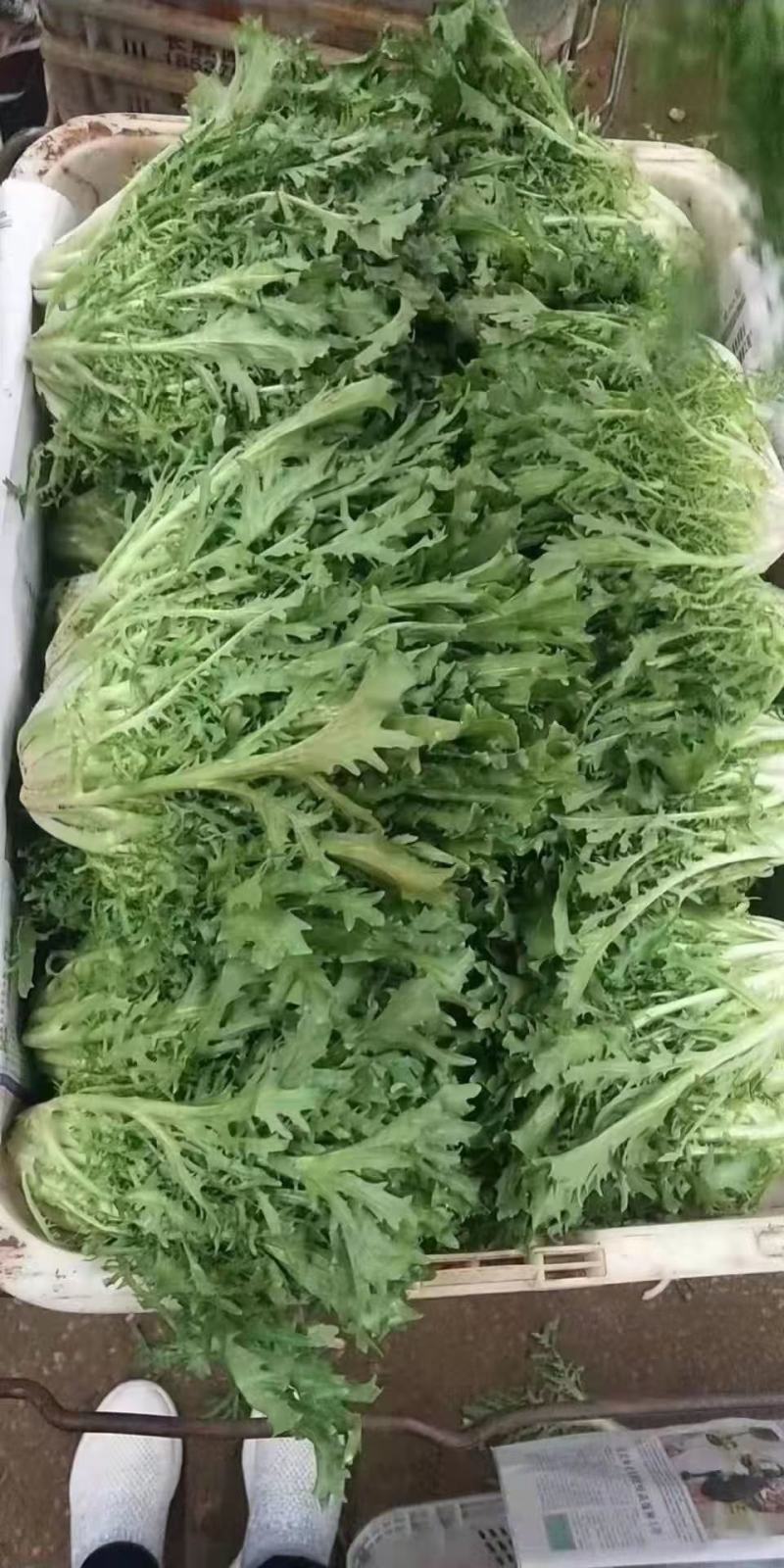 河北省邯郸市丛台区联帮蔬菜批发市场全年供应精品苦菊