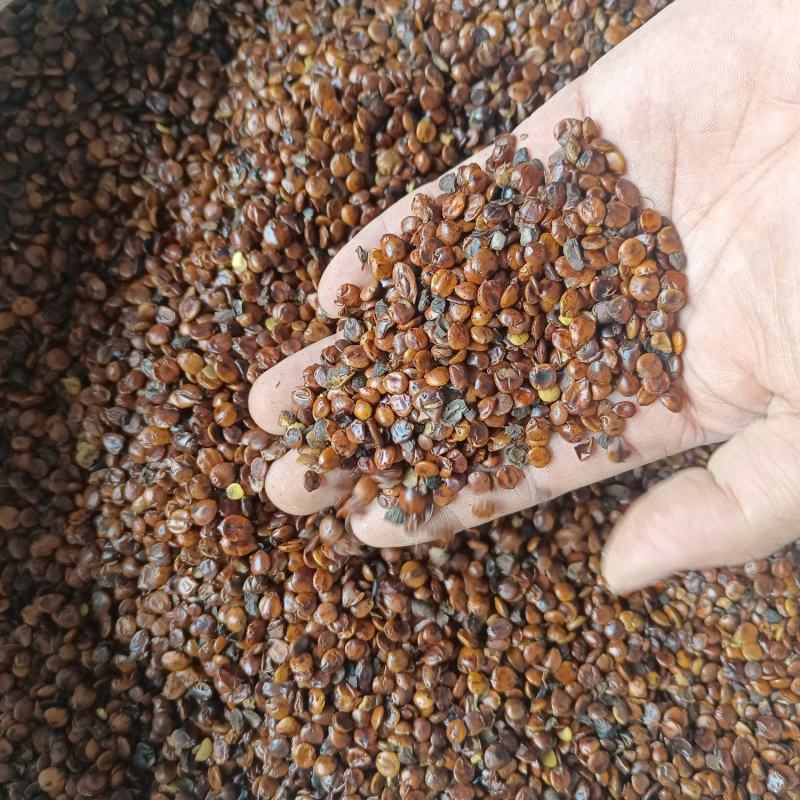 炒酸枣仁炒枣仁产地云南好统货香味浓永盛药业品种齐全