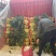 【产地直供】莴苣，莴笋，红叶莴苣，随时看货，随到随装