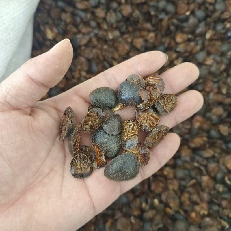 土元土鳖虫产地山东好统货永盛药业品种齐全质量好价格低