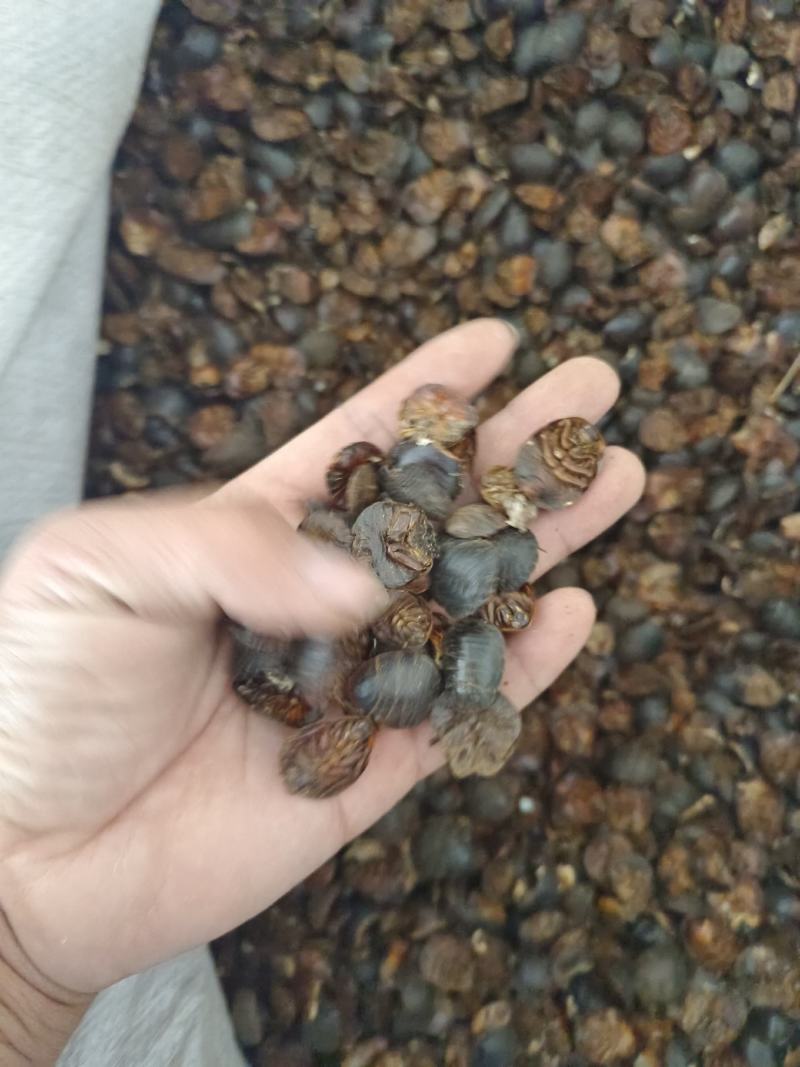 土元土鳖虫产地山东好统货永盛药业品种齐全质量好价格低