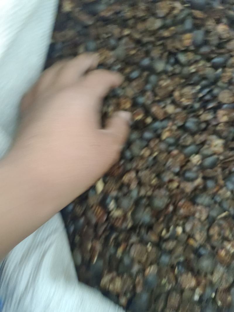 土元土鳖虫产地山东好统货永盛药业品种齐全质量好价格低