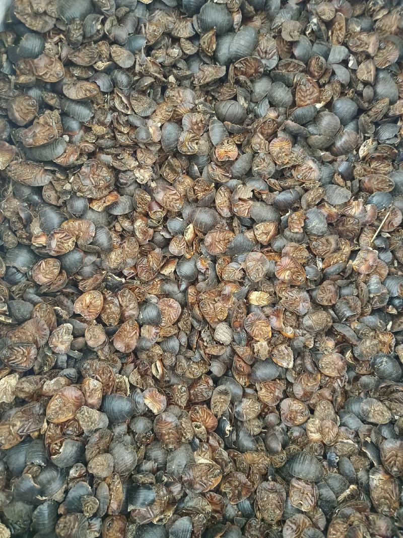 土元土鳖虫产地山东好统货永盛药业品种齐全质量好价格低