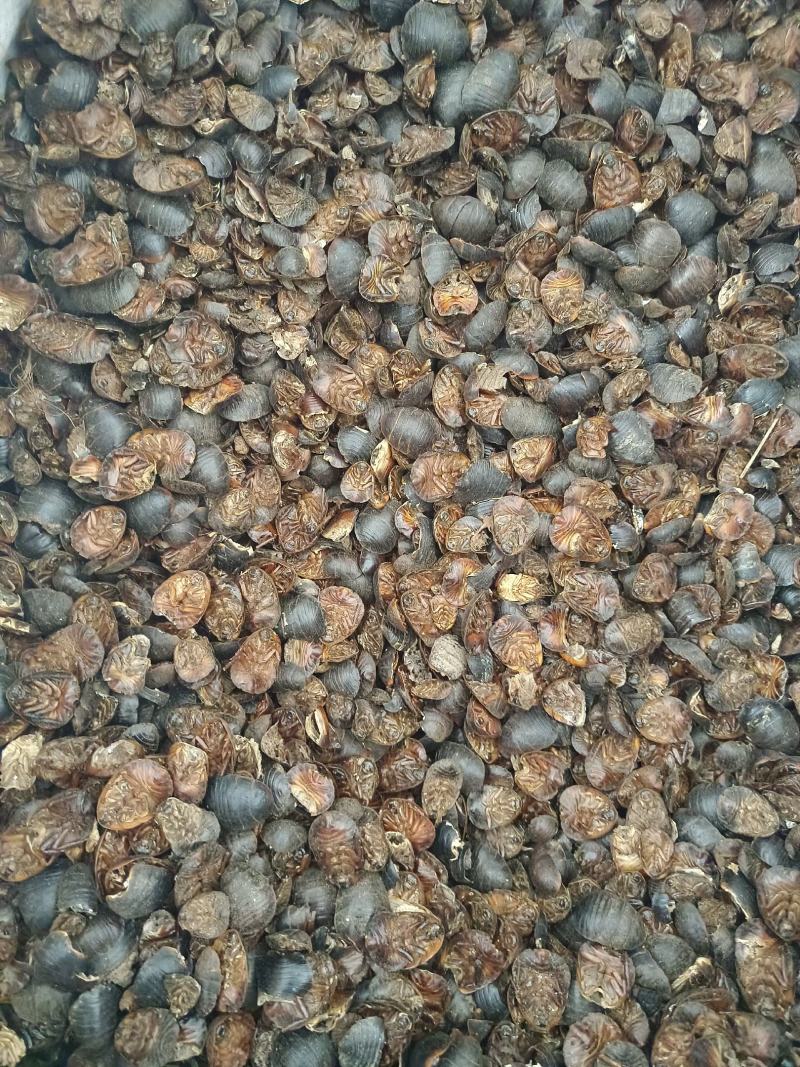 土元土鳖虫产地山东好统货永盛药业品种齐全质量好价格低