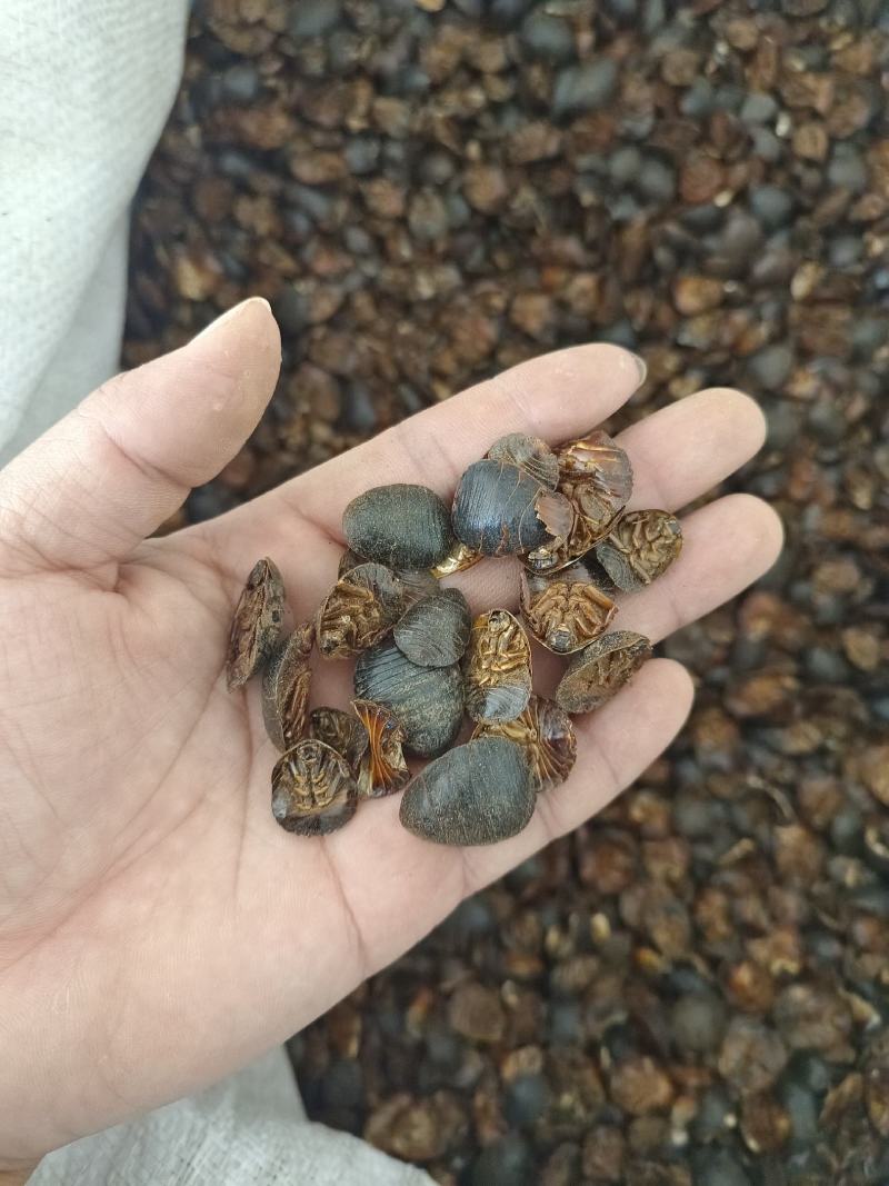 土元土鳖虫产地山东好统货永盛药业品种齐全质量好价格低