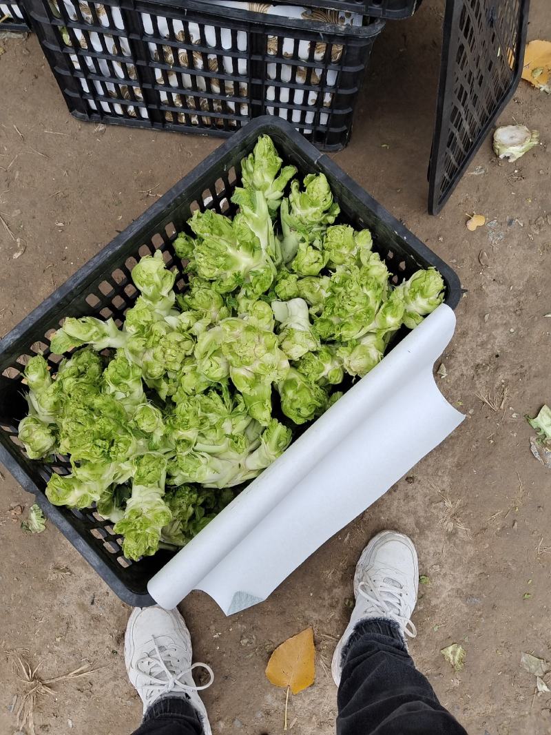 砀山花菜大量供应，欢迎各大商超，电商平台电话洽谈