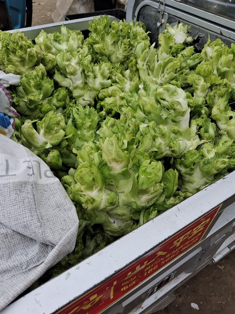 砀山花菜大量供应，欢迎各大商超，电商平台电话洽谈