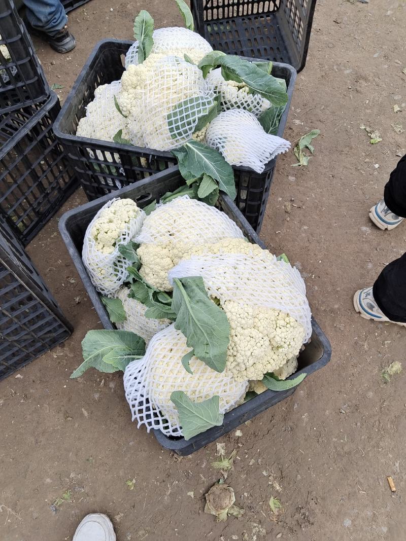 砀山花菜大量供应，欢迎各大商超，电商平台电话洽谈
