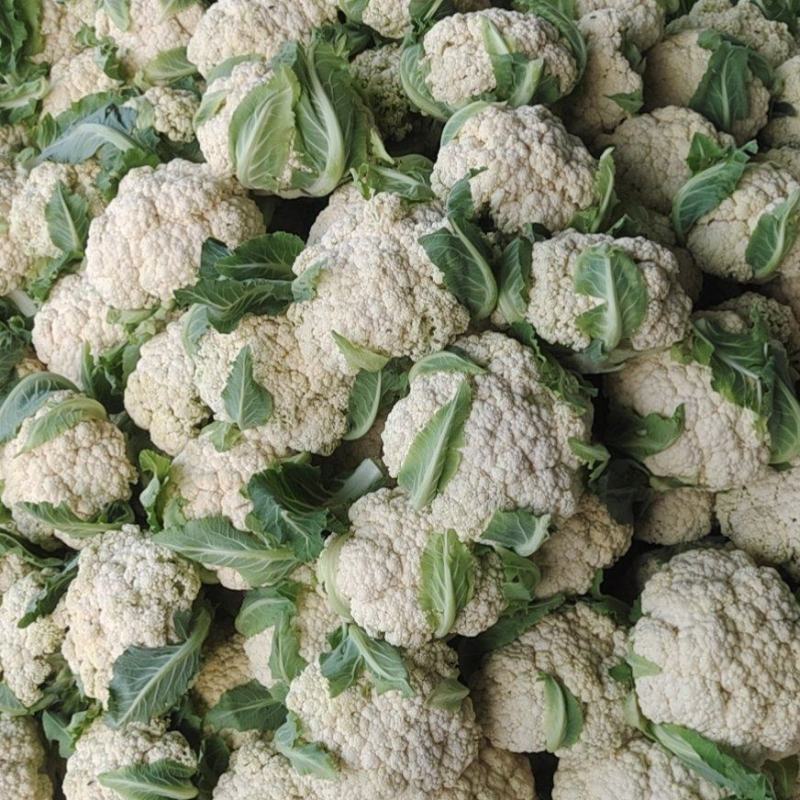 青梗白面优质菜花