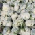 青梗白面优质菜花