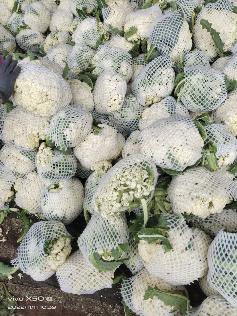 青梗白面优质菜花