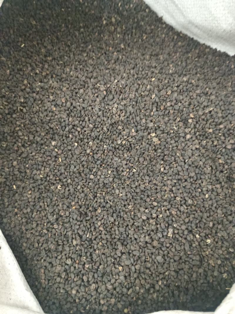 补骨脂产地广西好统货净货永盛药业品种齐全质量好价格低