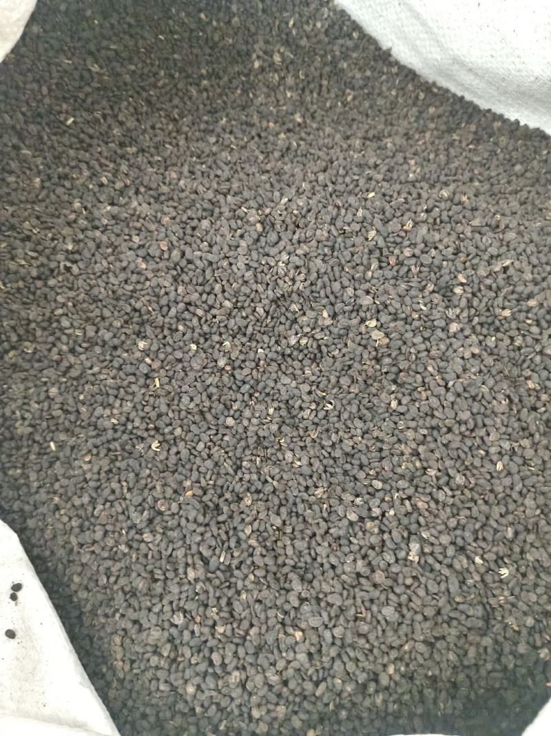 补骨脂产地广西好统货净货永盛药业品种齐全质量好价格低
