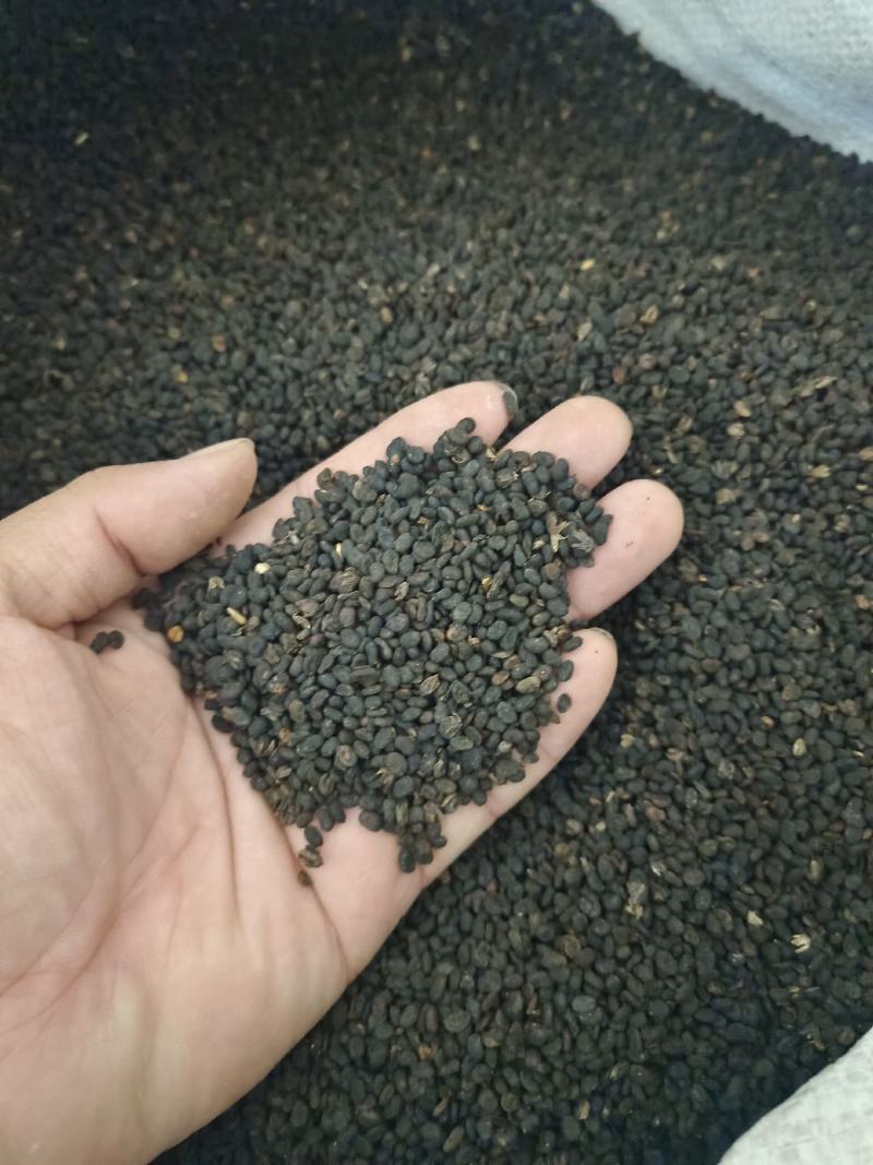 补骨脂产地广西好统货净货永盛药业品种齐全质量好价格低