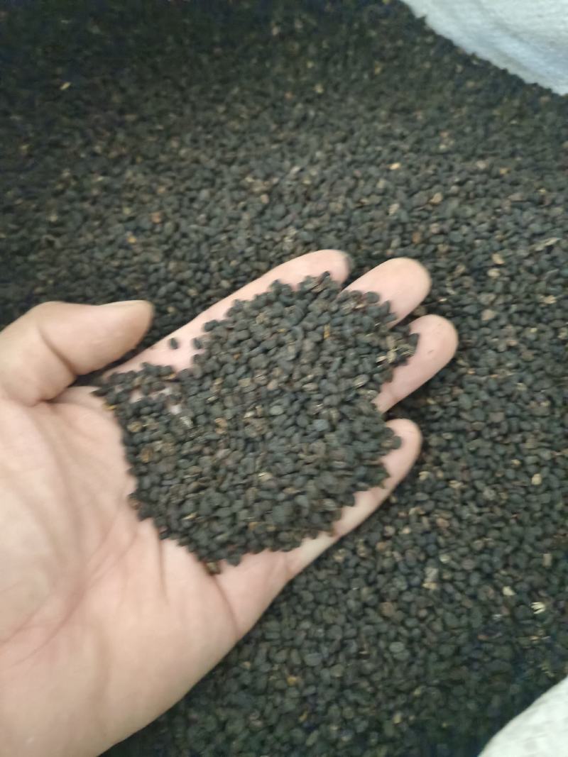 补骨脂产地广西好统货净货永盛药业品种齐全质量好价格低