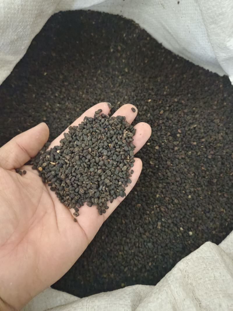 补骨脂产地广西好统货净货永盛药业品种齐全质量好价格低