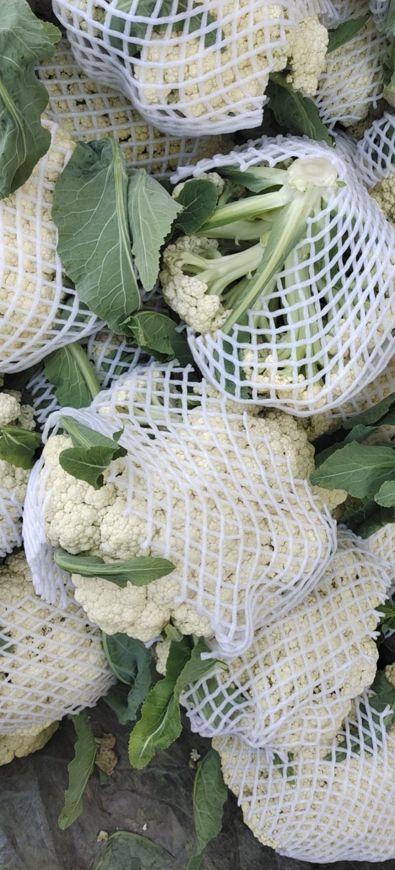 青梗白面优质菜花