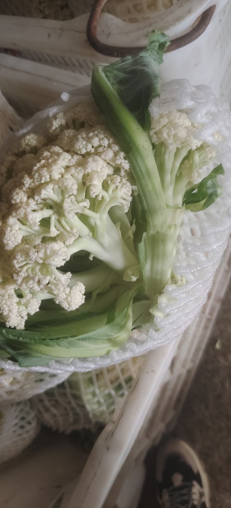 青梗白面优质菜花