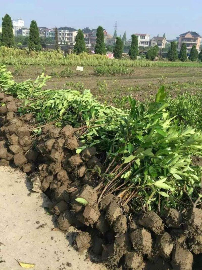 法国冬青