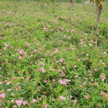 粉花绣线菊