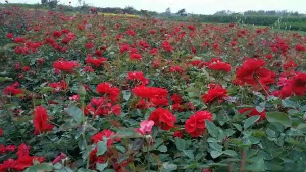 一丛盛开的‘红帽子’丰花月季,植株整齐,花朵呈密集簇状开放,花瓣为深红色,边缘略带光泽,背景为绿色草坪与阳光照射下的花园环境,适合用于城市绿化或庭院美化 ‘红帽子’丰花月季盛开场景