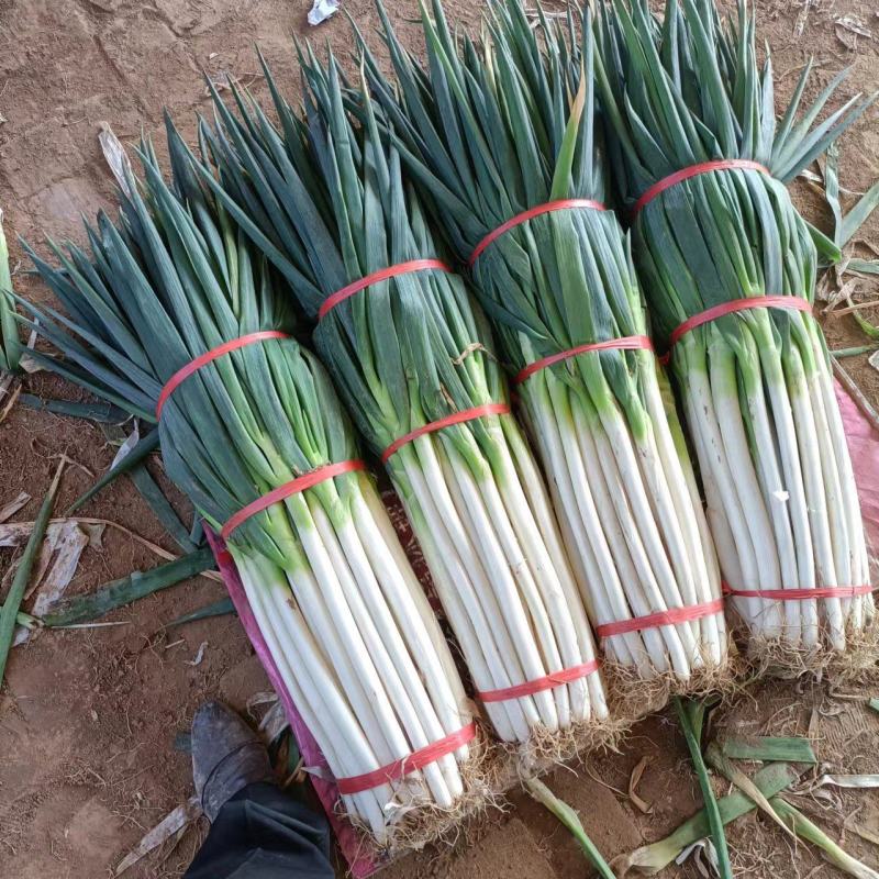钢葱大量上市中，产地直销量大从优，高品质靓货