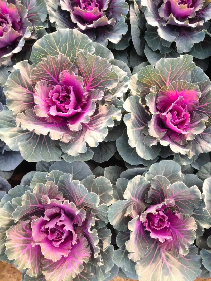 精品甘蓝规格齐全保质保量诚信商家欢迎咨询