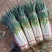 钢葱大量上市中，产地直销量大从优，高品质靓货