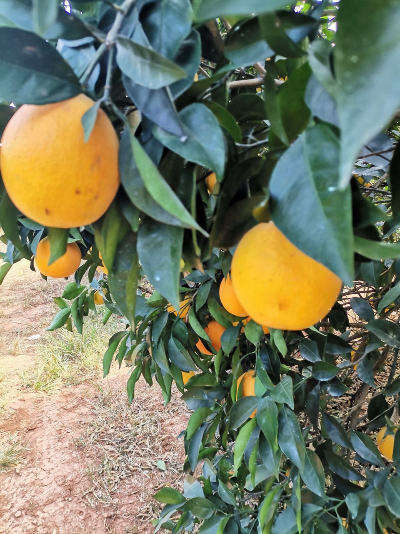 广西纽荷尔脐橙皮薄肉甜颜色红60起步纯甜无酸