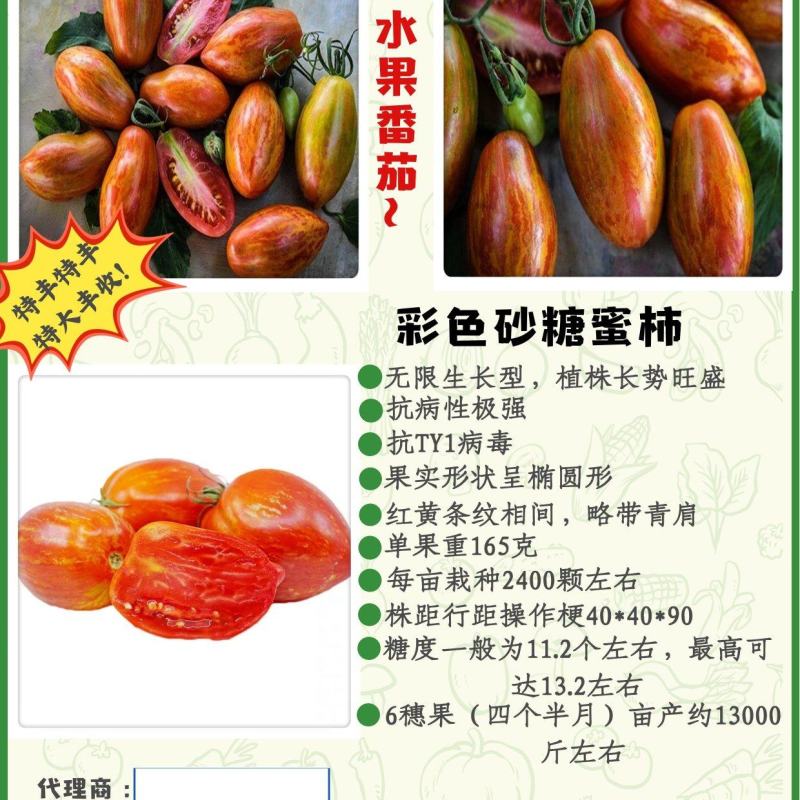 包邮，【口感大果番茄苗】彩色砂糖蜜柿，新品种，可试种。