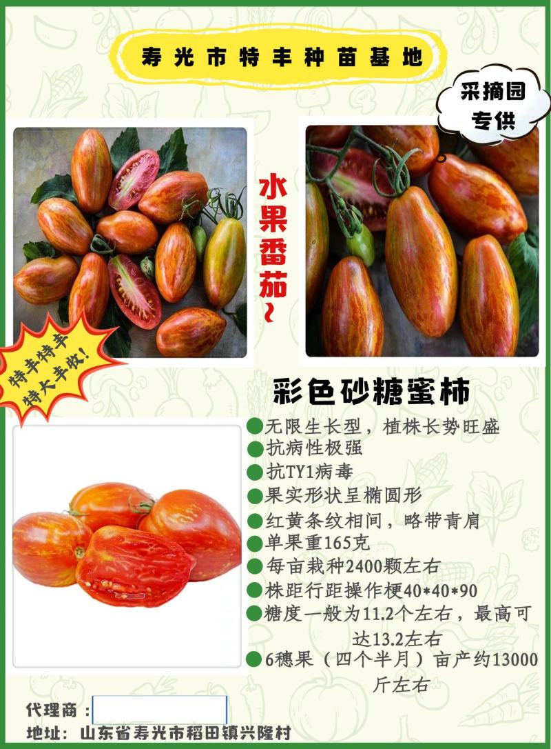 包邮，【口感大果番茄苗】彩色砂糖蜜柿，新品种，可试种。