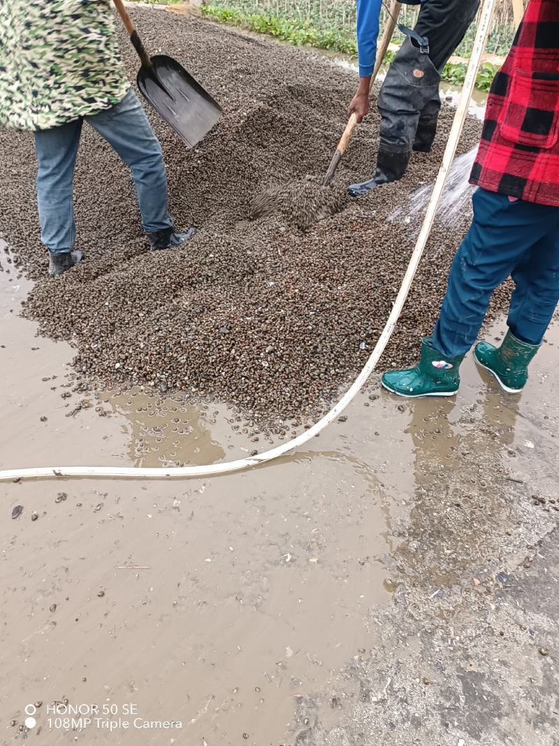 螃蟹水蛭饲料螺9成以上，一手货源，价格美丽